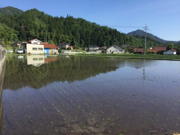 広島県廿日市市・永原ふぁーむの美しい水田風景